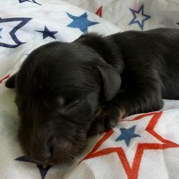 Axl - Black and tan male Dachshund puppy in Pulaski, Tennessee from Billboard Doxies
