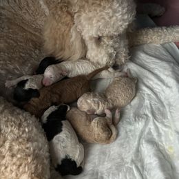 Bernedoodle Puppies from Rosie’s pups