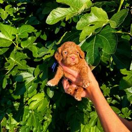 Phillip - Golden male Cockapoo puppy in Millville, California from Hope Lane Kennels
