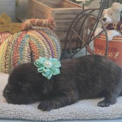 Teal Collar -Teally - Brown female Shichon puppy in Upland, California from IDREAMOFPUPPIES