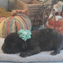Teal Collar -Teally - Brown female Shichon puppy in Upland, California from IDREAMOFPUPPIES