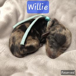 Willie - Dapple male Dachshund puppy in Lubbock, Texas from Wagging Tails