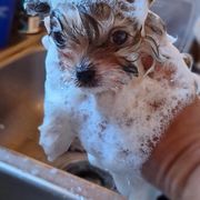 Mi-Ki and West Highland White Terrier Puppies from Cricket Hill’s Westies and Shekinah’s Mi-Kis