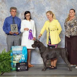 Cane Corso puppies from High Royal Kennel