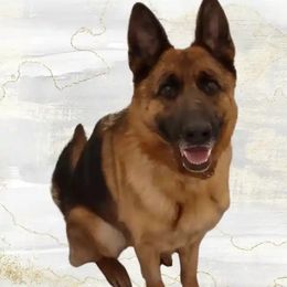 Vivi - German Shepherd