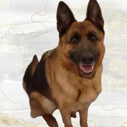 Vivi - German Shepherd