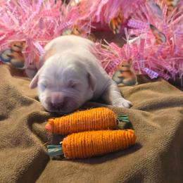 Luna girl 2 - Light golden female Golden Retriever puppy in Niles, Michigan from Composer Goldens