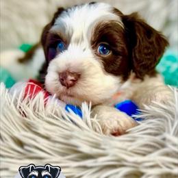 Luke - Parti male Miniature Schnauzer puppy in Deltona, Florida from LIZ FANCY SCHNAUZERS