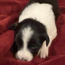 Phoenix - Border Collie puppy in Texas from Broadmoor Farm