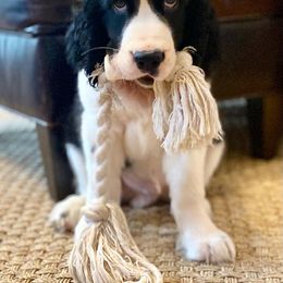 English Springer Spaniel Puppies from Brandywine Springers