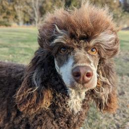 Essi - Poodle