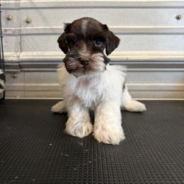Gizmo - Parti male Miniature Schnauzer puppy in Diamond Valley, Utah from JoJo's Schnauzers