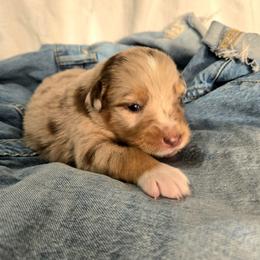 Jegging - Red merle female Australian Shepherd puppy in Bumpass, Virginia from Glitterati Australian Shepherds