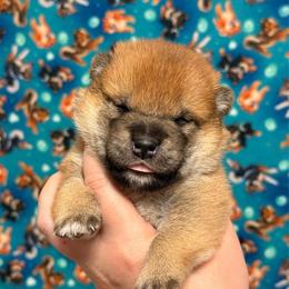 Tails - Red male Shiba Inu puppy in Marshall, Minnesota from Tobitatsu Shiba Inu