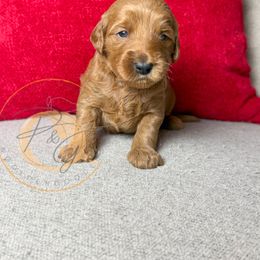 Frost (light blue collar) - Apricot male Goldendoodle puppy in Murrieta, California from Apricot Poodles & Goldendoodles, LLC