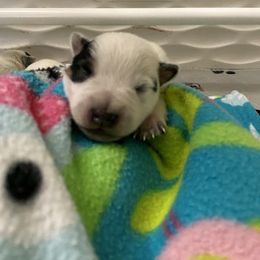 Australian Cattle Dog Puppies from Sage Creek Australian Cattle Dogs