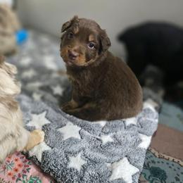 Grey collar boy - Red tri-color male Australian Shepherd puppy in Rainsville, Alabama from Chaparro Farm