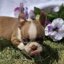 Boston Terriers from Monkey Biz Bostons