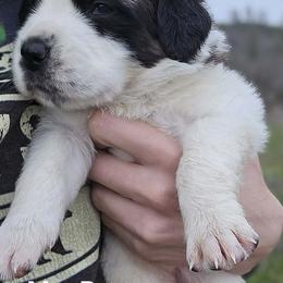 Saint Bernard Puppies from Eagle Mountain Saints