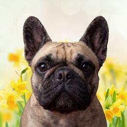 Esme - French Bulldog