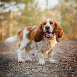 Cash - Basset Hound