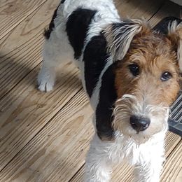 Bingo - Wire Fox Terrier puppy in Durham, North Carolina from Birchhurst NC Kennels