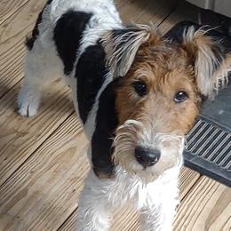 Bingo - Wire Fox Terrier puppy in Durham, North Carolina from Birchhurst NC Kennels