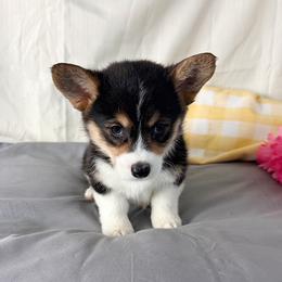 Lexi - Black and tan female Pembroke Welsh Corgi puppy in El Dorado Springs, Missouri from Trixie Dixie