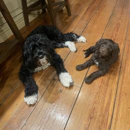 Portuguese Water Dog Puppies from Melissa Wagle