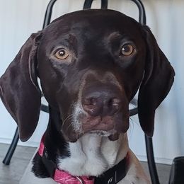 Lylu - German Shorthaired Pointer