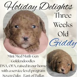 Giddy - Red  male Goldendoodle puppy in Scurry, Texas from 07 Seven Oaks Goldens and Doodles