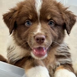 Australian Shepherds and Dachshunds from Lakeway Farms