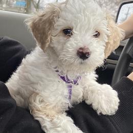 Bernedoodle Puppies from Pleasant Creek Minibernedoodles
