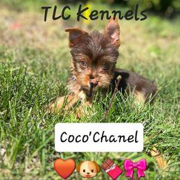 Yorkshire Terrier Puppies from TLC Kennels TenderLittleCuties