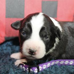 Valentine - Black tri female Miniature Australian Shepherd puppy in Kissee Mills, Missouri from Clinkenbeard Kennel