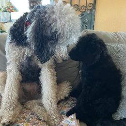 Poodles from Schrecengost Hobby Farm