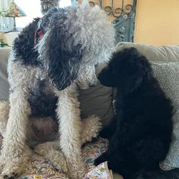 Poodles from Schrecengost Hobby Farm