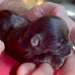 Rose - Chocolate female Havanese puppy in Kerrville, Texas from The Happy Havanese