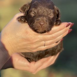 Chocolate male - Liver male Miniature Schnauzer puppy in Calhoun, Georgia from The BrickHouse Miniature Schnauzers