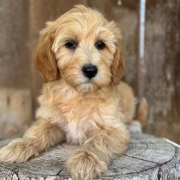 Virginia1 - female Golden Mountain Doodle puppy in Twin Falls, Idaho from Magic Valley Family Doodles