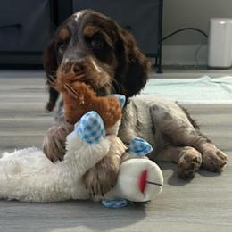 Sundae (Wren - pink collar) - Tri-Roan female English Springer Spaniel puppy in Statesville, North Carolina from Rockin’ Slow Farms