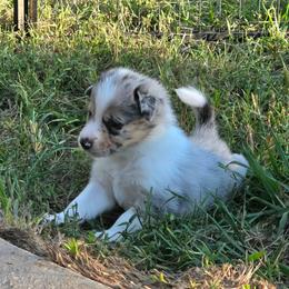 Girl 3 Green - Sable merle female Border Collie puppy in Bradley, South Carolina from DiCola Farm