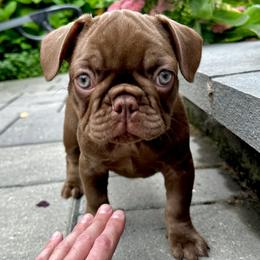 French Bulldog Puppies from The French Bulldog Company LLC