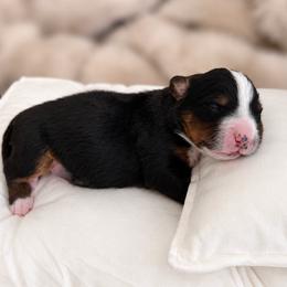 Bernese Mountain Dog puppies from Maples Arizona Bernese Mountain Dogd