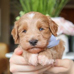 Sunny - Apricot male Goldendoodle puppy in Salado, Texas from Red Ranch Dogs