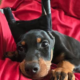 Green collar - Black and rust male Doberman Pinscher puppy in Houston, Texas from Draggin Dobermans & Great Danes