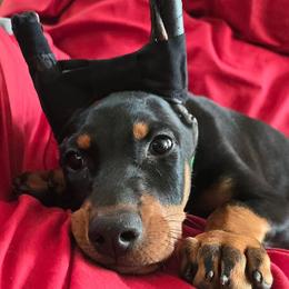 Green collar - Black and rust male Doberman Pinscher puppy in Houston, Texas from Draggin Dobermans & Great Danes