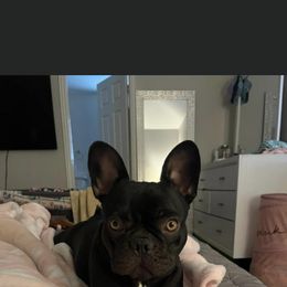 Chanel - French Bulldog