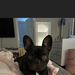 Chanel - French Bulldog