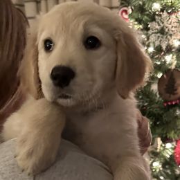 Golden Retriever Puppies from Ginn’s Golden Retrievers